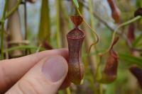Nepenthes tobaica again, with my hand for scale.