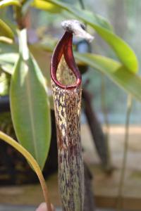 Nepenthes fusca.