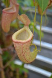 Nepenthes 'Emmarene' (N. khasiana x ventricosa).