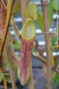 Nepenthes copelandii.