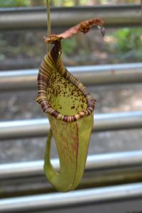 Nepenthes maxima upper pitcher.