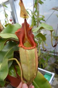 One of my favourite species, Nepenthes veitchii. This particular specimen had a bright red peristome and was particularly hairy.