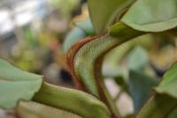 The whole plant was covered in thick bristly hair.