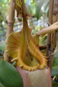 Close by, a Nepenthes veitchii 'golden peristome'.