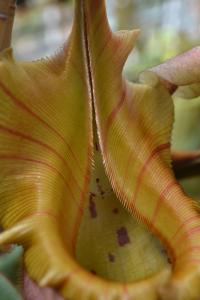 Close up of the N. veitchii 'golden peristome'.