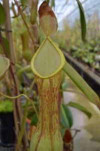 Nepenthes alata.