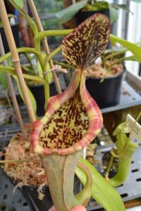 Another Nepenthes maxima 'dark' x trusmadiensis, this one with a wider, more lowii-esque mouth.