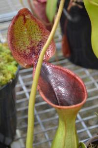 The stunning Nepenthes lowii - I can't wait until my plant produces uppers like this.