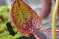 Close up of the lid bristles on Nepenthes lowii.