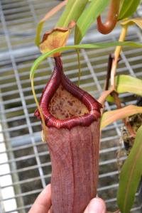 Nepenthes ventricosa x ovata.