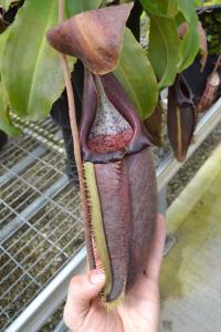 Nepenthes bongso with my hand for scale.