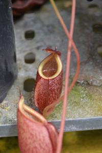 Lovely little pitchers on this plant - I couldn't see label, but it looked like it might be N. pitopangii.