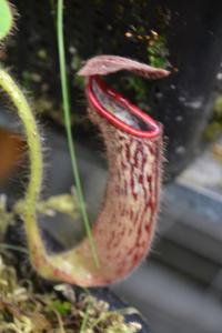 Nepenthes glandulifera.