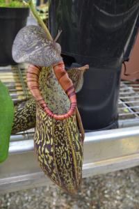 Nepenthes rigidifolia, one of several species held by Chester Zoo which is possibly extinct in the wild.