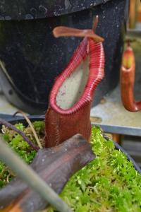 Nepenthes dietas.