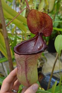 Nepenthes ventricosa x ephippiata.