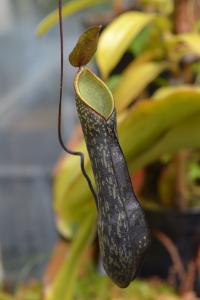 Nepenthes mikeii.