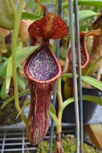 Nepenthes petiolata.