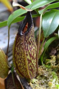 A really nice hybrid I had never seen before: Nepenthes aristolochoides x hamata. I think this cross was by Simon Lumb. Great shape.