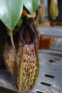 Glossy black toothy peristome on Nepenthes aristolochoides x hamata.