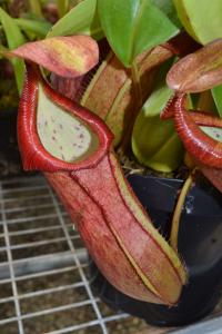 Nepenthes adrianii lower pitcher.