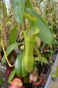 Nepenthes adrianii upper pitcher.