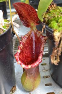 The distinctive Nepenthes x briggsiana (N. lowii x ventricosa).