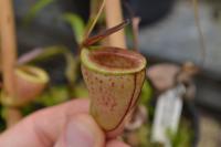 Seeing all these smaller species reminded me of a conversation I had with Andy Smith a few weeks ago - we both felt that many miniature species like N. tenuis and N. glabrata are underused in crosses. I'd love to see more hybrids with these smaller Nepenthes.