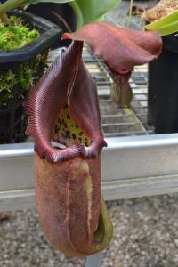 Nepenthes robcantleyi.