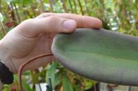 The distinctive peltate leaves of Nepenthes peltata.