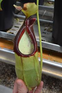 Nepenthes spathulata.