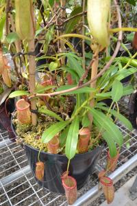 Nepenthes ventricosa x inermis was a prolific producer of pitchers, as you can see from this bushy plant.