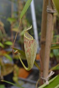 Nepenthes glabrata - I really like this species.