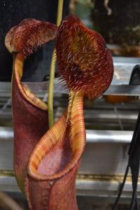 Close up of Nepenthes ephippiata lid bristles and lovely orange peristome.