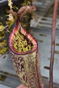 Another Nepenthes burbidgeae, this one a bit larger.