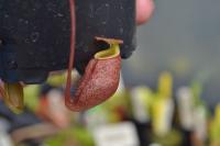 Nepenthes leonardoi.