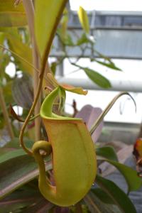 Stepping into the considerably warmer intermediate/lowland areas, the first plant I spotted was this Nepenthes bicalcarata, with distinctive fangs and thickly coiled tendril. Along with N. platychila and N. inermis, this is one of Paul's favourite species.