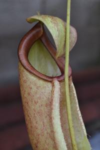 I couldn't see a label on this species, but there was something I liked about the rusty red peristome.