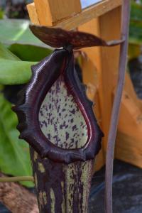 A particularly lovely Nepenthes boschiana from Ganung Sakumpang.