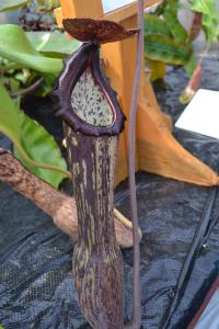 Huge elongated pitchers on Nepenthes boschiana.