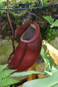 Nepenthes bokorensis.