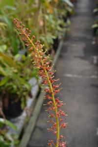 As in the highland house, dozens of plants were flowering at once. Given the sheer size of the collection, only very specific plants are prioritized for pollination and seed collection.