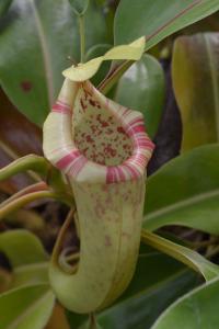 Nepenthes boschiana upper pitcher.