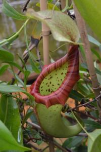 Nepenthes x oisoensis - I think this a Japanese cross, it might be N. northiana x maxima but I'm not sure.