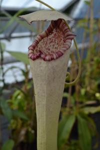 An upper pitcher on a different form of Nepenthes boschiana.