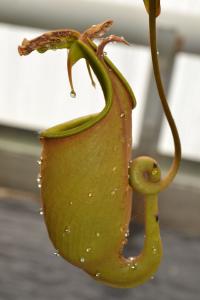 This N. bicalcarata upper pitcher was particularly stunning, and as you can see was dripping with sweet nectar.