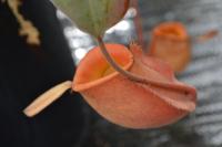 I spotted a nice little orange Nepenthes ampullaria down near the floor.