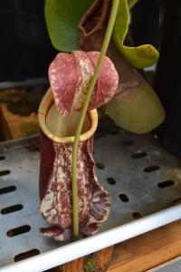 Heading into the true lowland house, the first plant I saw was Nepenthes rafflesiana.