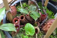 Nepenthes ampullaria 'Harlequin'.