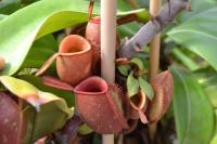 Nepenthes ampullaria 'Cantleys Red'.